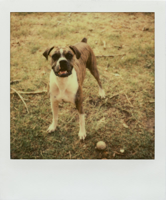 Impossible Project PX70-V4B Anti-Opacifiation Test Film - Polaroid SX-70