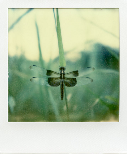 Polaroid SX-70 Sonar - Impossible Project PX-70 COOL
