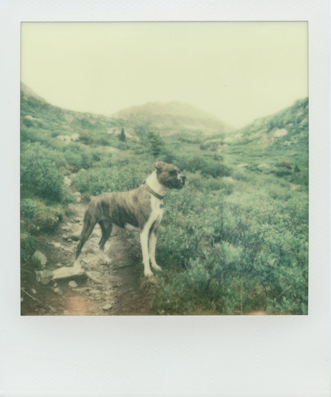 Maybelle on the Lost Man Trail - Impossible Project PX-70 COOL