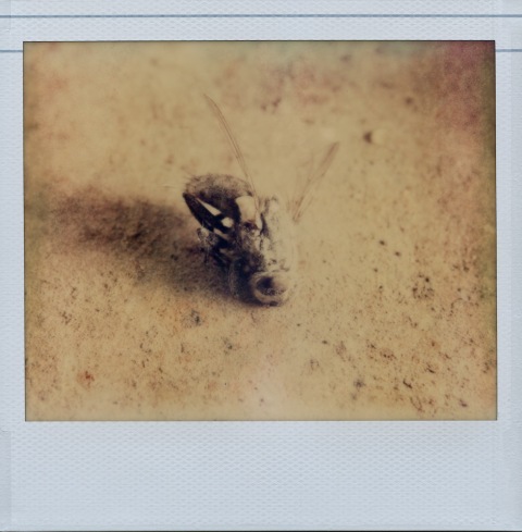 Polaroid Macro 5 SLR - Impossible Project PZ-680 Old Generation