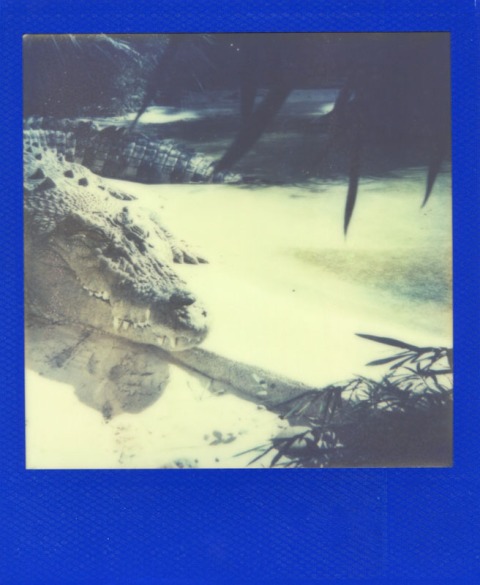 Photo: Catherine Downes - Polaroid OneStep - Impossible Project PX-680 Color Block