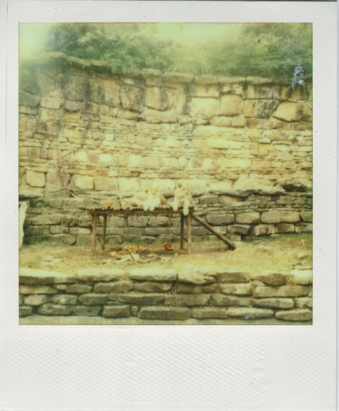 Photo: Christian Oliveira - Impossible Project PX-70 CP - Polaroid SX-70
