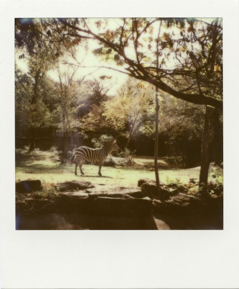 PolaWalk at the Zoo - Impossible Project PX-680 CP - Polaroid SLR680