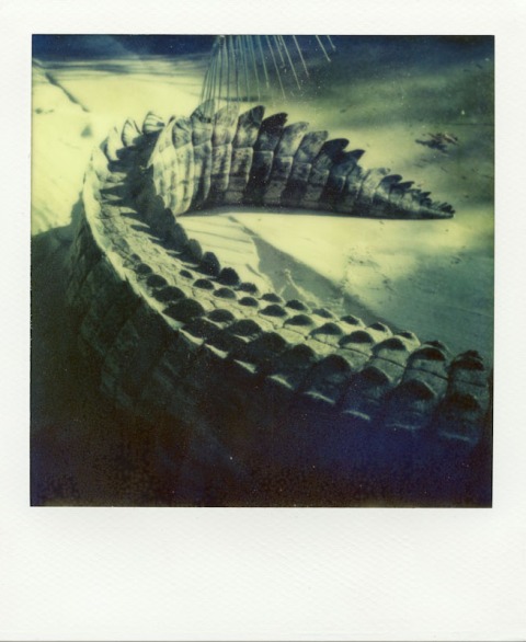 PolaWalk at the Zoo - Impossible Project PX-70 COOL - Polaroid Sonar SX-70